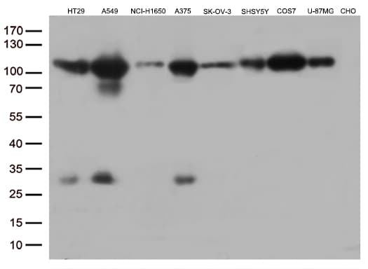 Monoclonal Mouse anti-Human GTF3C4 Antibody (clone OTI4A3, aa583-822, IHC, WB)