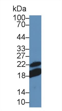 CD28 Antibody (aa33-174)