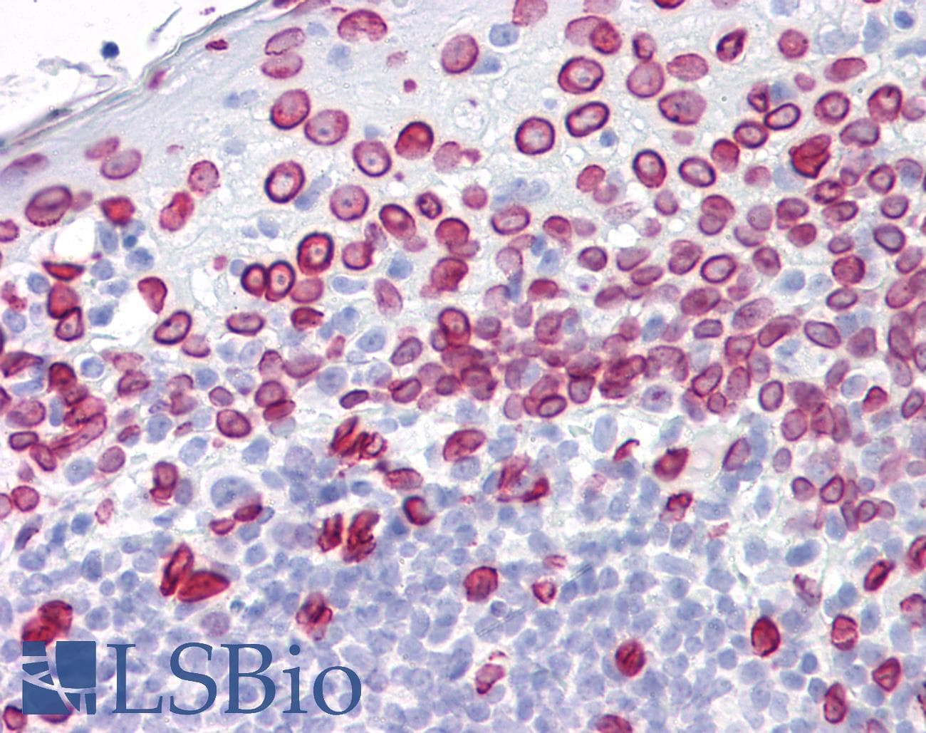 PathPlus™ LMNA / Lamin A+C Antibody (clone 133A2)