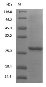 Rabbit IgG Fc Protein (Native)