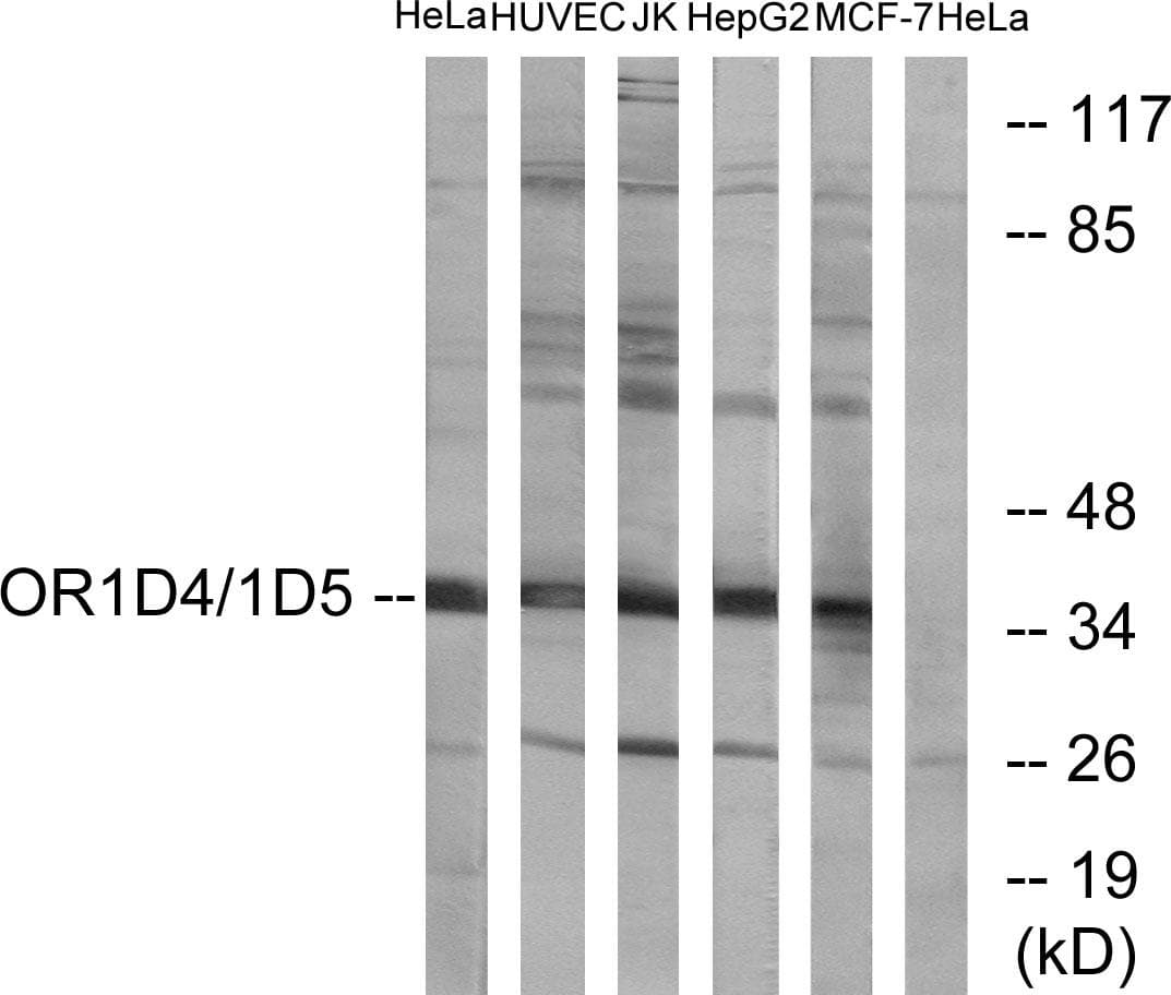 Polyclonal Rabbit anti-Human OR1D4+5 Antibody (IF, WB)