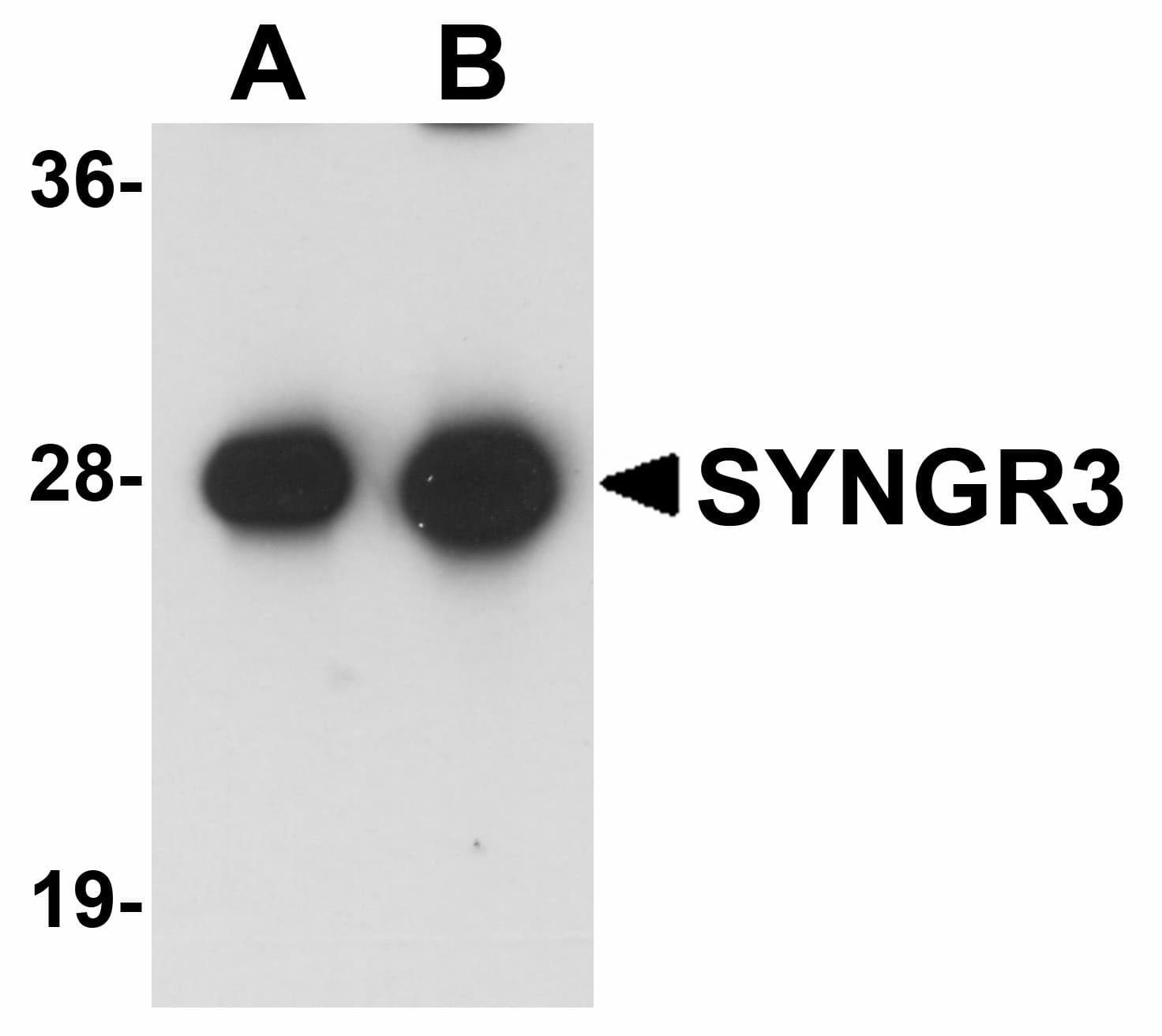 SYNGR3 / Synaptogyrin 3 Antibody