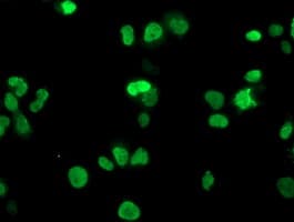 HOXC11 Antibody (clone OTI4E12)