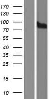 Human CDH18 / Ey-Cadherin Protein (Over-Expression Lysate Myc-DDK (Flag))
