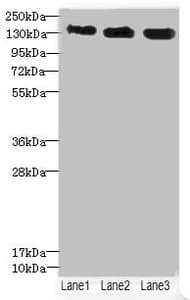 Polyclonal Rabbit anti-Human ANKS1B Antibody (IHC, WB)