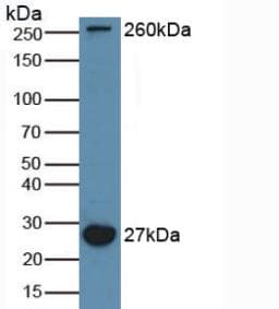 MAP1L / MAP1A Antibody (aa2552-2759, APC)