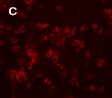 SCG2 / Secretogranin II Antibody