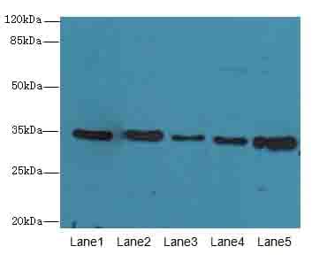 UCP3 Antibody