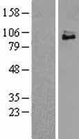 NTRK3 / TRKC Protein (Over-Expression Lysate Myc-DDK (Flag))