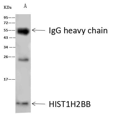 HIST1H2BB Antibody