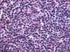 IHC-plus™ S1PR4 / SIP4 / EDG6 Antibody (Cytoplasmic Domain)