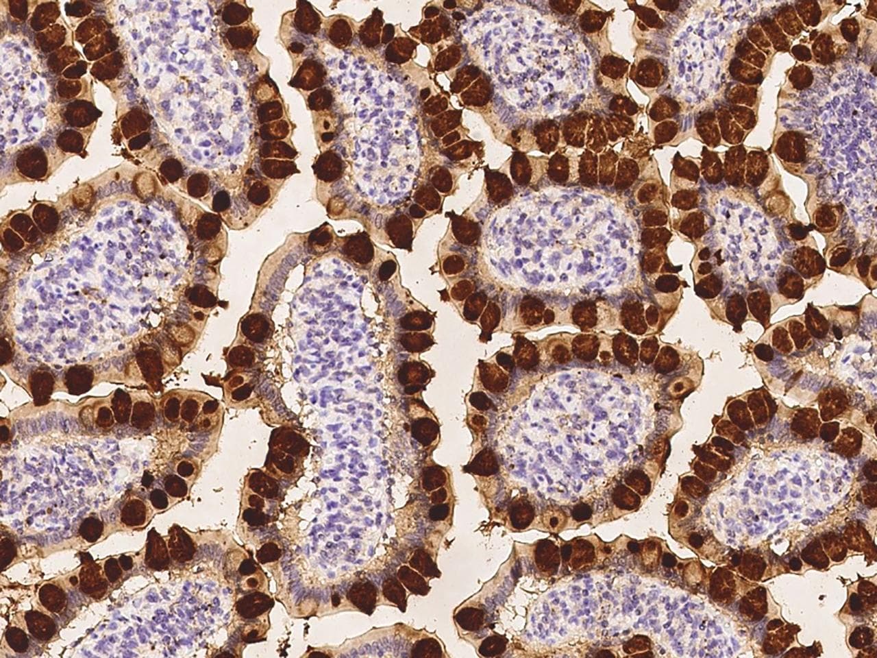 REG4 / REG-IV Antibody (clone 244, Preservative Free)