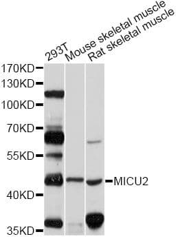 MICU2 / EFHA1 Antibody