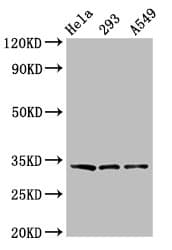 Polyclonal Rabbit anti-Human GOLPH3 Antibody (IHC, WB)