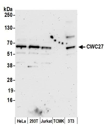 CWC27 Antibody (aa350-400)
