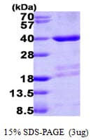 Human MORF4L2 / MRGX Protein (Recombinant His)