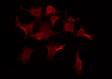 OR5AU1 Antibody
