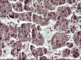 PARVA Antibody (clone OTI1C10)