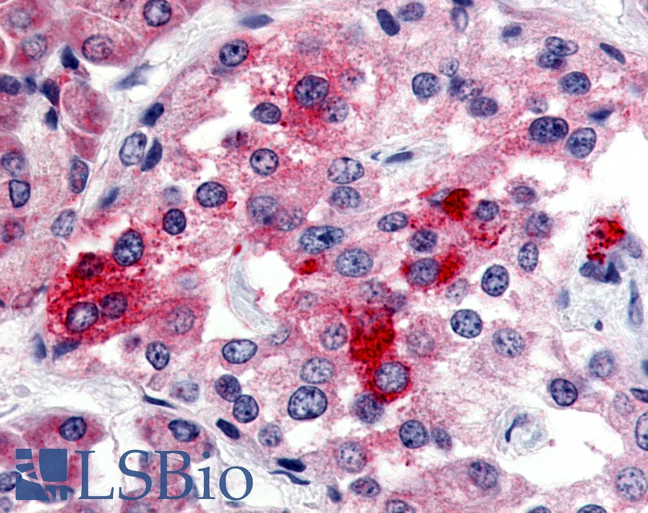 IHC-plus™ BRS3 Antibody (Extracellular Domain)