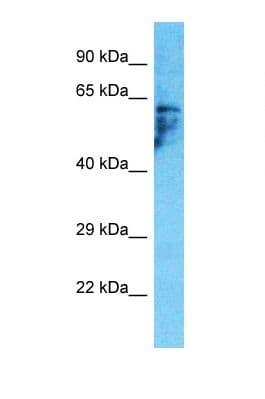 PDZD3 Antibody (aa315-364)