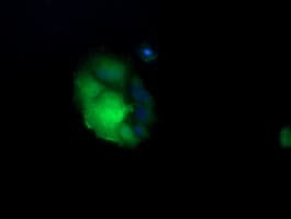 UBE2G2 Antibody (clone OTI5F1)
