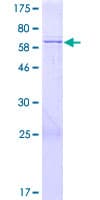 Human MRPL38 Protein (Recombinant GST)