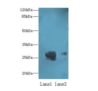 OCIAD1 Antibody