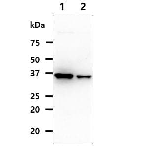IHC-plus™ QPRT Antibody (clone AT24C4)