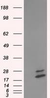 NME4 Antibody (clone OTI4E8)