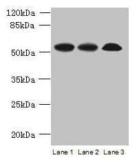 SPERT Antibody