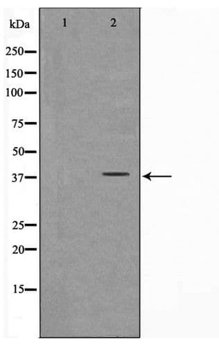 FKBPL Antibody