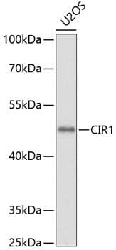 Polyclonal Rabbit anti-Human CIR1 Antibody (WB)