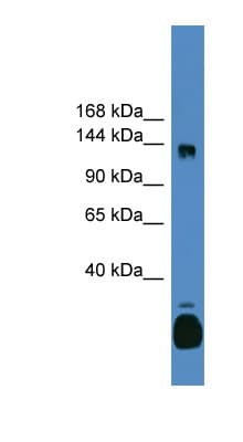 C10orf12 Antibody (C-Terminus)