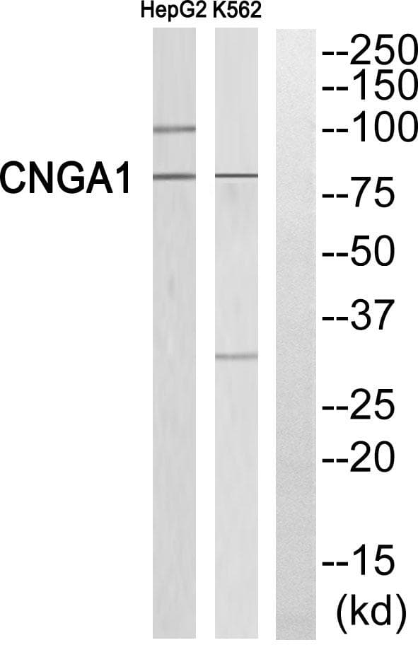 RP49 / CNG1 Antibody