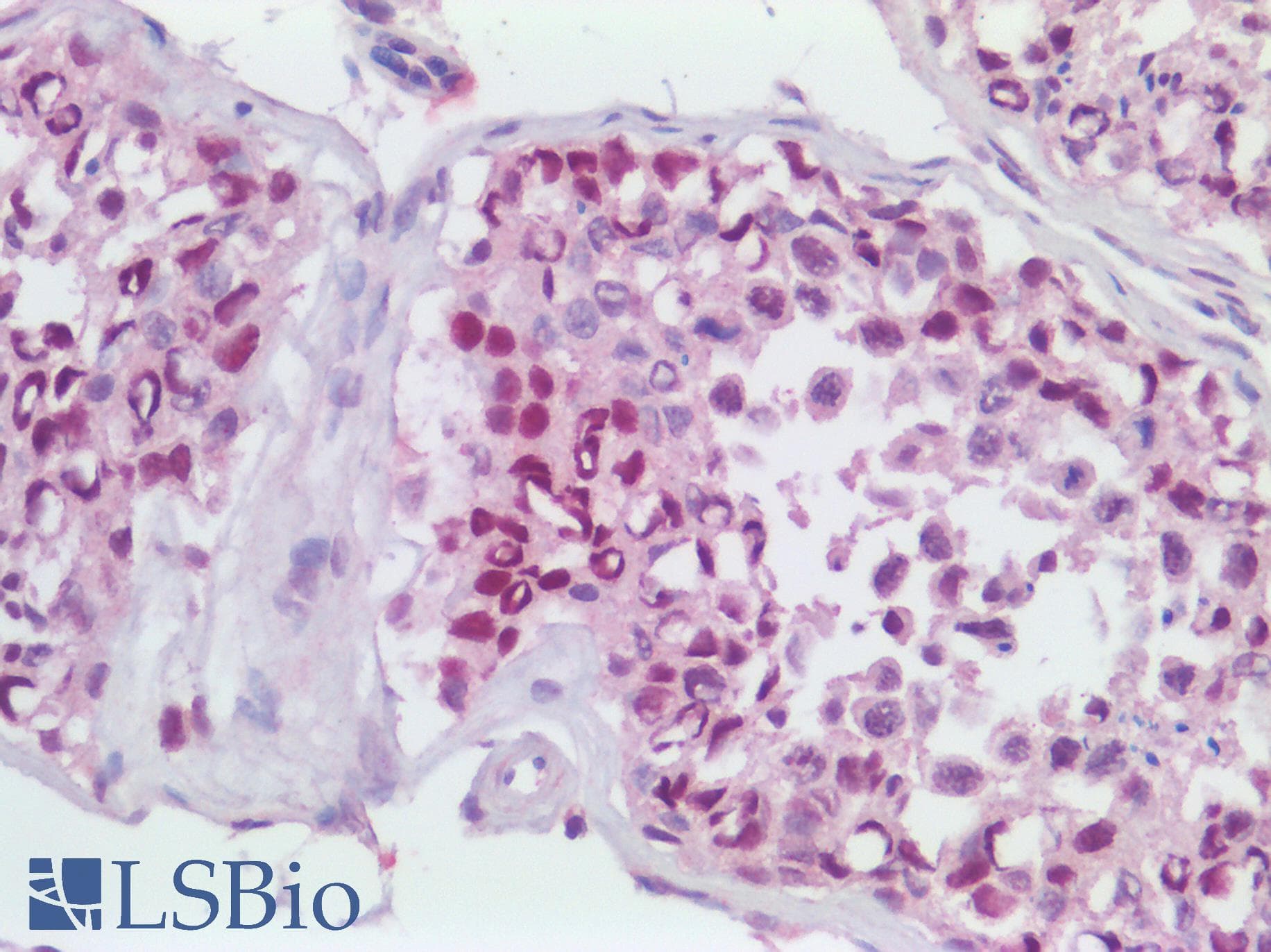 IHC-plus™ MCM4 Antibody (aa325-375)