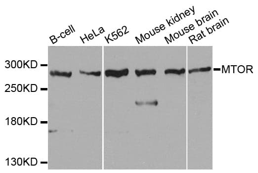 MTOR Antibody