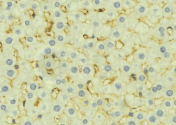 DIABLO / SMAC Antibody