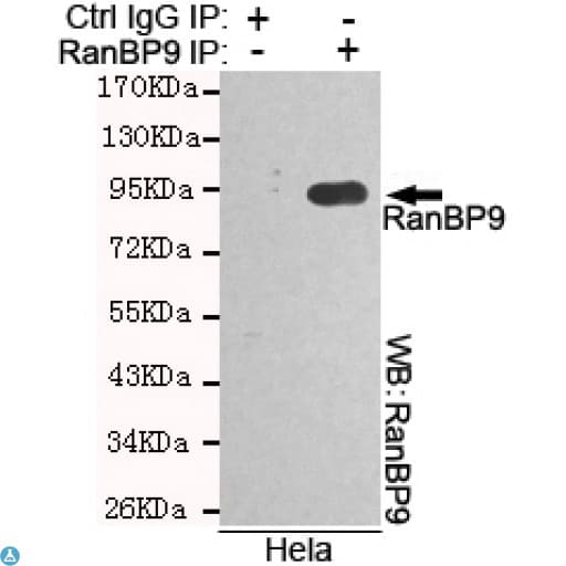 RANBPM Antibody
