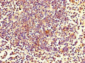 ZNF484 Antibody