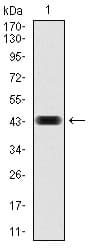 RAP1A Antibody (clone 5F8G2)