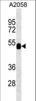 FUCA2 Antibody
