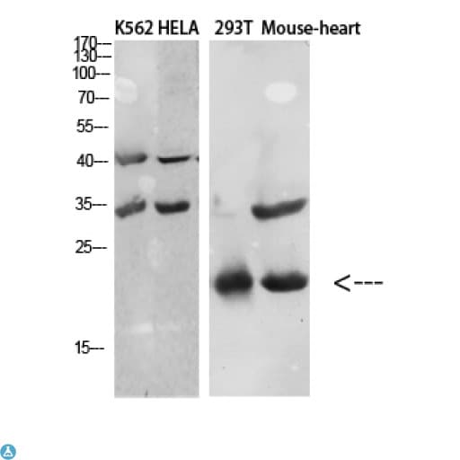 CCL27 Antibody