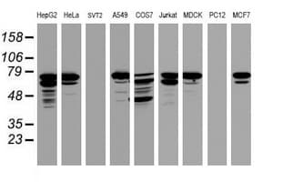 CCDC93 Antibody (clone OTI1A10)