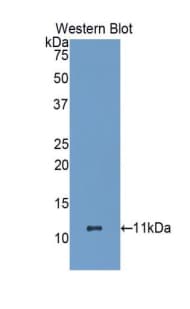 HSPA8 / HSC70 Antibody (aa534-615)