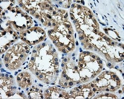 KIAA0153 / TTLL12 Antibody (clone OTI6E4, Carrier-free)