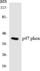 NCF1 / p47phox / p47 phox Antibody (aa290-339)