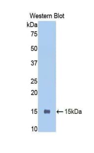 Polyclonal Rabbit anti-Mouse PIGR Antibody (aa352-457, WB)