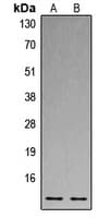 Polyclonal Rabbit anti-Human Histone H4 Antibody (N-Terminus, IHC, IF, WB)