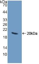 CHGA / Chromogranin A Antibody (aa15-148, APC)