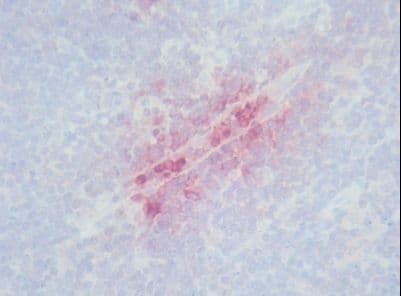 DEF / Defensin Antibody (clone Def-3)